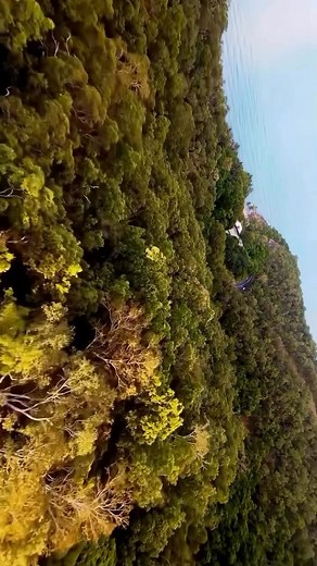 Port Douglas Rainforest #portdouglas #portdouglastourism #australia #tropicalnorthqueensland | Welcome to Australia