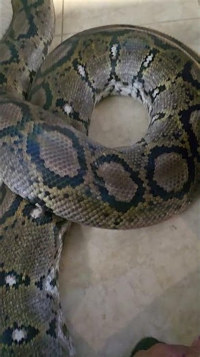 20 foot retic hanging out!#retic #reptiles #python #snake #ballpython #cute #cuteanimals