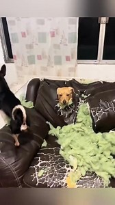 2.5M views · 31K reactions | The destructive power of dogs.#pet #dog #dogs #dogsofinsta #funnymoments #animals #funnydogs #foryou #dogtok #funny #funnyvideos #petsofinstagram | Funmedia | Facebook