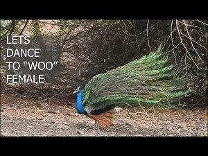 **The Spectacular Breeding Season of Indian Peafowl | Nature Documentary**