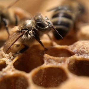 17K views · 553 reactions | Emerging worker bee!  did you know that the first role a worker bee does in the hive is to clean. She starts by cleaning her own cell! | Flow Hive | Facebook