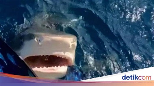 Tidak Bernafas Seperti Manusia, Mengapa Hiu Punya 'Lubang Hidung'?