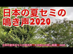 日本の夏セミの鳴き声2020‼️大自然癒し動画‼️iPhone12 promaxで撮影した動画‼️