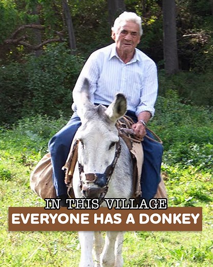 80K views · 1.7K reactions | The Donkey: Strength and Tradition of the Countryside  #documentaries #donkeys #fblifestyle | Eugenio Monesma Documentaries | Facebook