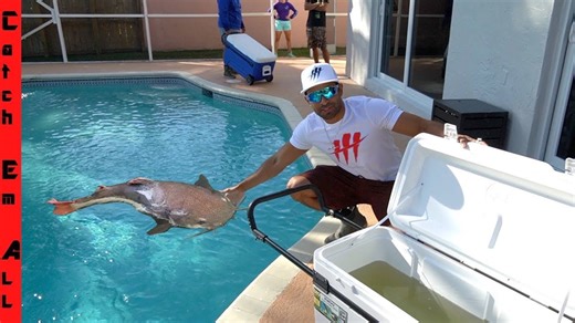 Can Catfish Survive in a Pool?