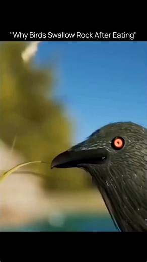 FactBite on Instagram: "Birds swallow small rocks, called grit, to help them digest food. Unlike humans, birds do not have teeth to chew. Instead, food goes from the beak to a muscular organ called the gizzard. The swallowed stones stay in the gizzard and act like grinding tools. When the gizzard contracts, the rocks crush seeds, grains, and hard food into smaller pieces. This process makes digestion faster and helps nutrients get absorbed properly. Herbivorous birds that eat seeds and plant mat