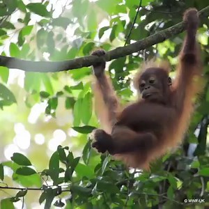 57K views · 322 reactions | 朗Look at what our followers helped us to achieve in 2020  Like our page to be a part of this incredible community. | WWF | Facebook