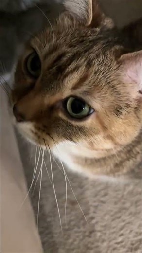 The cutest meow compilation video you'll ever see #catoftheday #cat #cutecat @life.of.cinnamon