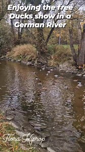 Fun Duck Facts 🦆🇩🇪 Ducks are amazing swimmers thanks to their webbed feet, which act like paddles! Their oily feathers keep them waterproof and warm, even in chilly German rivers. ❄️ Males (drakes) often have brighter colors and shiny green heads, while females are brown and speckled to help them blend in while nesting. 🌿 Nature’s little adventurers on the water! 💦 #GermanyNature #Deutschland #GermanRivers #EuropeWildlife #Ducks #DuckFacts #Wildlife #NatureLovers #BirdWatching #AnimalLovers