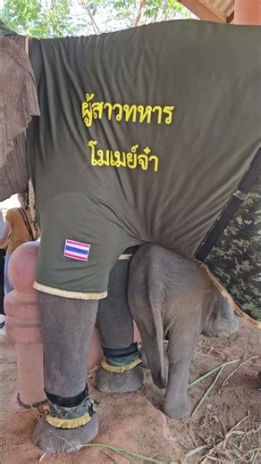 May, my dear soldier girlfriend, please take care of my younger sibling.