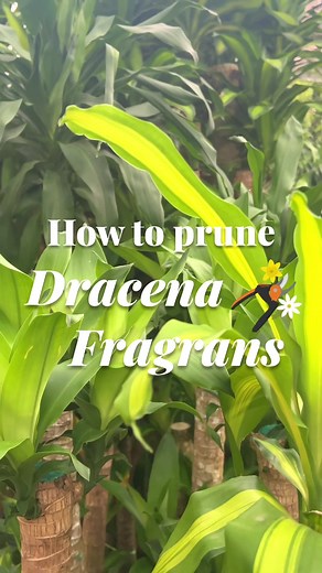 Time to unleash your Dracaena Fragrans beauty and promote healthier growth through pruning!🪴✂️ Share your before-and-after pruning photos and inspire fellow plant enthusiasts today!😆 #fareastflora #gardencentre #plantsofinstagram #plantssg #pruning