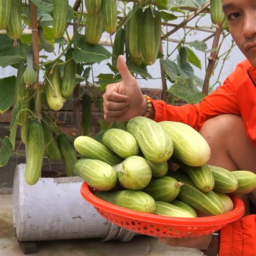 70K views · 873 reactions | How to Grow Cucumbers in Containers Easy Garden Hack | H&H Gardening Secrets | Facebook
