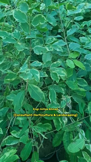 Veriegated jamun (java plum) #plant #garden #fruit #evergreen