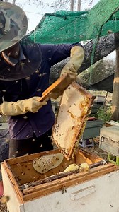 136K views · 1.2K reactions | Harvesting the best honey on the super #beekeeper #insects #honey #nature #workerbee #bee | ទឹកឃ្មុំកសិករ ខេត្តកំពង់ចាម | Facebook