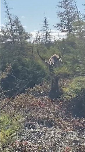 Hunting Caribou with Efford's Hunting Adventures