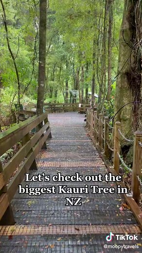 Exploring the Majestic Tāne Mahuta: Biggest Kauri Tree in NZ