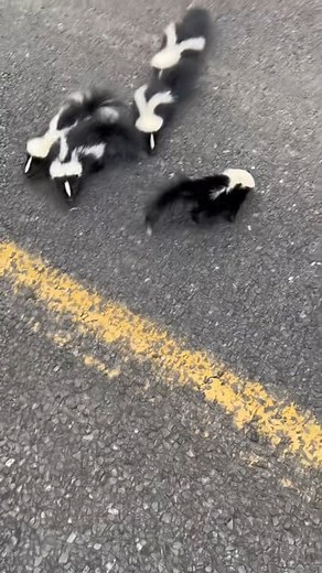 131K views · 3.4K reactions | The day 5 baby skunks begged me to play with them 藍 令 #skunk #peppylapew #whatsthatsmell | Yetitheabominable | Facebook