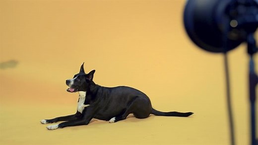 Here’s why cats hate belly rubs so much