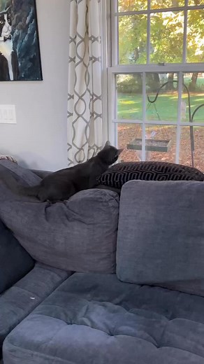 You thimk I is kidding?! Open dat door and see what happens!  Dem...