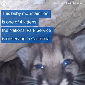 WATCH: The cute meter is way past 10 on this one. The National Park Service recently discovered a litter of four mountain lion kittens in southern California. It’s the first kitten den documented in the area around the Santa Monica Mountains. They’ve been studying mountain lions since 2002 to see how they survive in an increasingly urban environment. As you will see, the kittens did not appreciate being disturbed! | CBS 12 News
