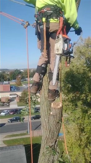 Middle River Tree Service Tree Removal