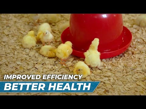 They are SO HAPPY! The BEST chicken waterer