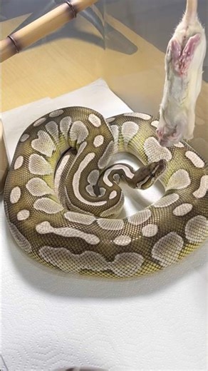 MOCHI | Lesser Axanthic VPI Royal / Ball Python | #strike #short ⚡️🎬 (06.11.25)