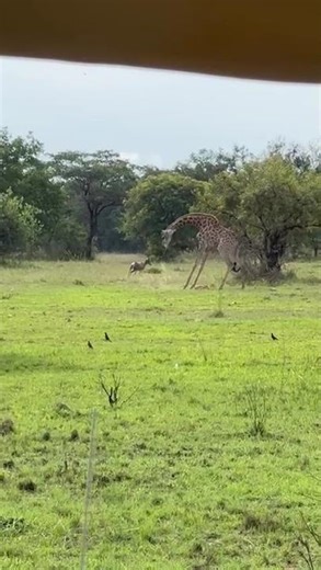 Giraffe attacks Blesbok calf