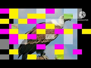 umachka birds part 2 and Discovery kids