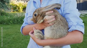 A woman holds a cute small long-eared rabbit close to her as she walks in her backyard on a clear summer day.