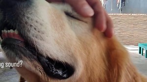 Often, we call dogs over with a specific sound such as "tsk, tsk". But why do they react to such a sound? Why not pss-pss-pss like mingming? Watch the video to find out! Try incorporating that special sound during feeding to keep your furbaby #ListoGanado with Nutri Chunks PH! | The Pack Leader PH