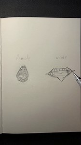 How to draw mouth 👄 #fyp #art #manga #anime #artpractice #drawing #artcommunity #popular | Sal Fron