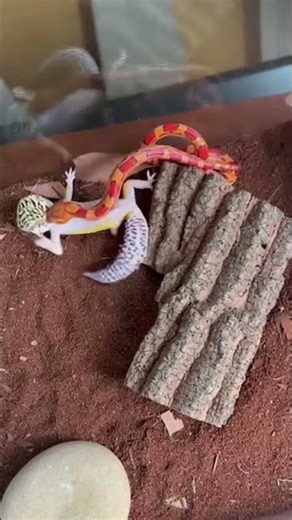 Corn Snake vs Leopard Gecko — Instinct Takes Over