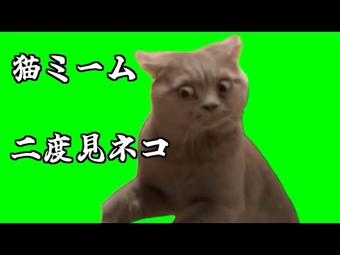 【猫ミーム】びっくりして二度見するネコ #猫ミーム #memes #catmemes