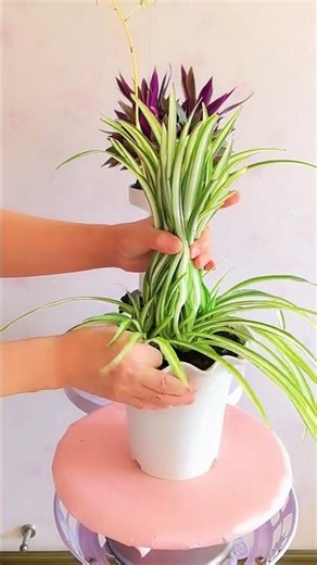 🪴🌵Daily Care for Spider Plant: Dividing Old Leaves and Shaping.Daily Care for Spider Plant🪴🌵