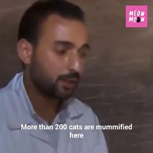 67K views · 4.6K reactions | The Egyptians' love of cats is well known, but the discovery of feline mummies would shock the world. They were small sarcophagi made of wood and metal. Most were ordinary cats, but among them were found five mummies of lion cubs. For some, though, the remains would reveal an obscure practice. | Meow Meow | Facebook