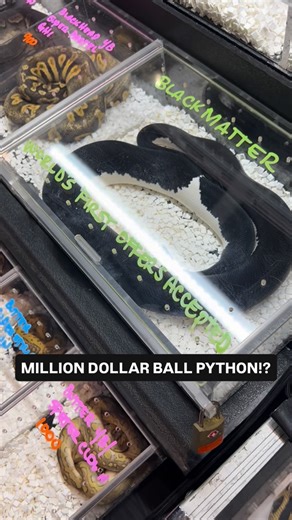 BALLS OF FURY on Instagram: "Million Dollar Ball Python💰💵!?!? Beautiful Black Matter Ball Python produced by @maddballpythonz that we got to check out at a Daytona Beach Reptile Expo🔥🖤"