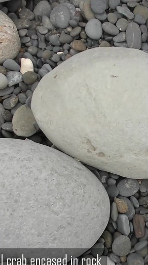 3.2M views · 35K reactions | 200+ hours to prepare this ~10 million year old fossil #fossils #science | Mamlambo | Facebook