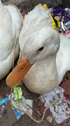 Ducks for sale, let me know in the comments how much they should go for