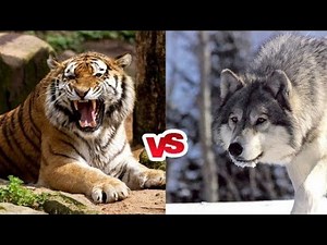 Wolf vs tiger best fight scene