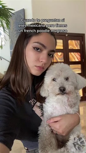French Poodle: Los Cachorros y sus Características