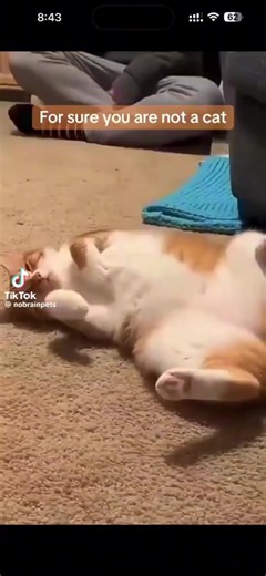 Funny Moments in Cat Life: Half Life Cats Compilation