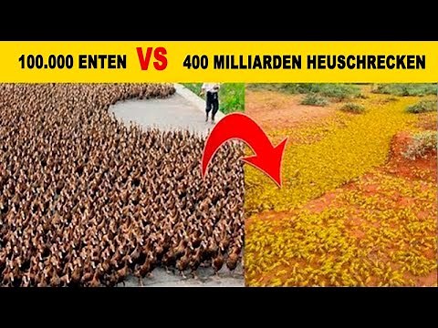 Das ist der Grund, warum China eine Entenarmee aus 100.000 Enten erstellt hat!