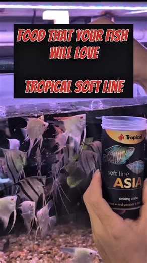 Stop feeding your fish hard, dry crackers! 🛑 Most fish spit out pellets because they don't feel "real." Enter the Tropical Soft Line. 🐠 Using advanced cold-extrusion, these pellets have a soft, rubbery texture that mimics natural prey like bloodworms and larvae. If it feels like a worm and tastes like a worm... your fish WILL eat it! ✅ HTST Tech: Flash-seared to keep vitamins alive. ✅ High Acceptance: Perfect for even the pickiest wild-caught fish. ✅ Clean Water: Hydro-stable formula that won'
