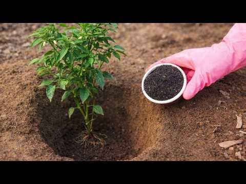 This ONE Simple Trick Will Make Your Pepper Plants EXPLODE with Growth.