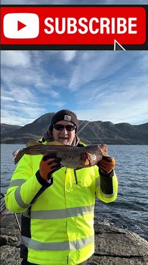 Cod on the Fjords
