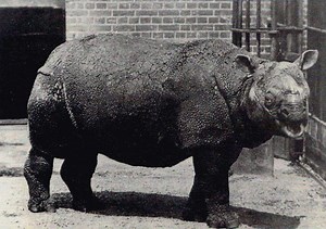 Javan Rhinoceros