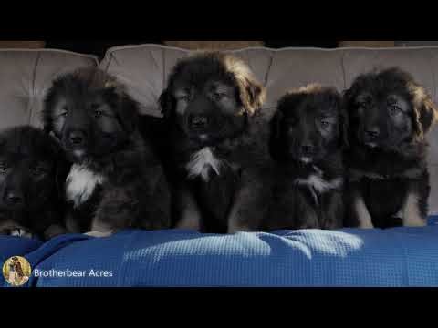 Caucasian Shepherd Puppies for Sale | Brotherbear Acres – #1 Caucasian Shepherd Breeder