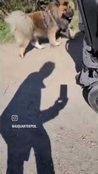 Chien et handicap👩‍🦽🐕 Éducateur canin Rennes Ille-et-Vilaine, éducation canine 👉0615093165