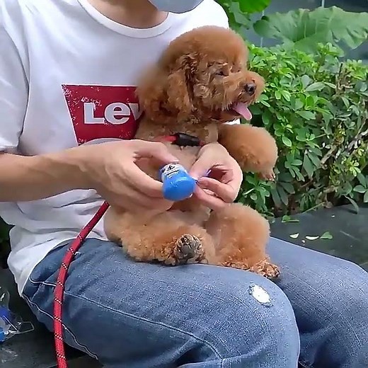 Waterproof Dog Socks for Outdoor Adventures | Protect Those Paws!